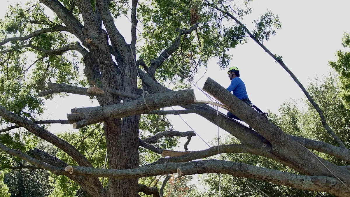 Professional Crown Thinning performed by certified arborists in Oak Hill